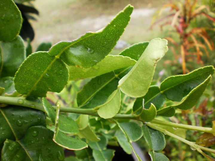 Kaffir lime   Citrus hystrix.JPG - Citrus hystrix:  Kaffir lime